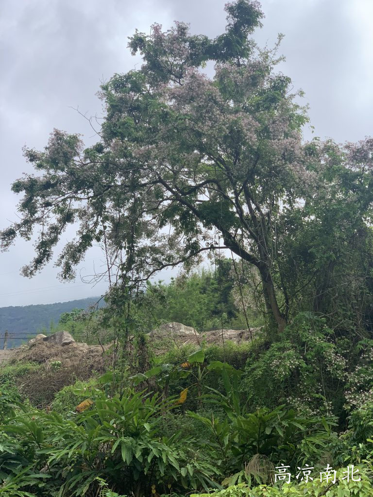 图片[6]-电白罗坑水库-茂名十大水库之一、茂名第二水库-高凉南北