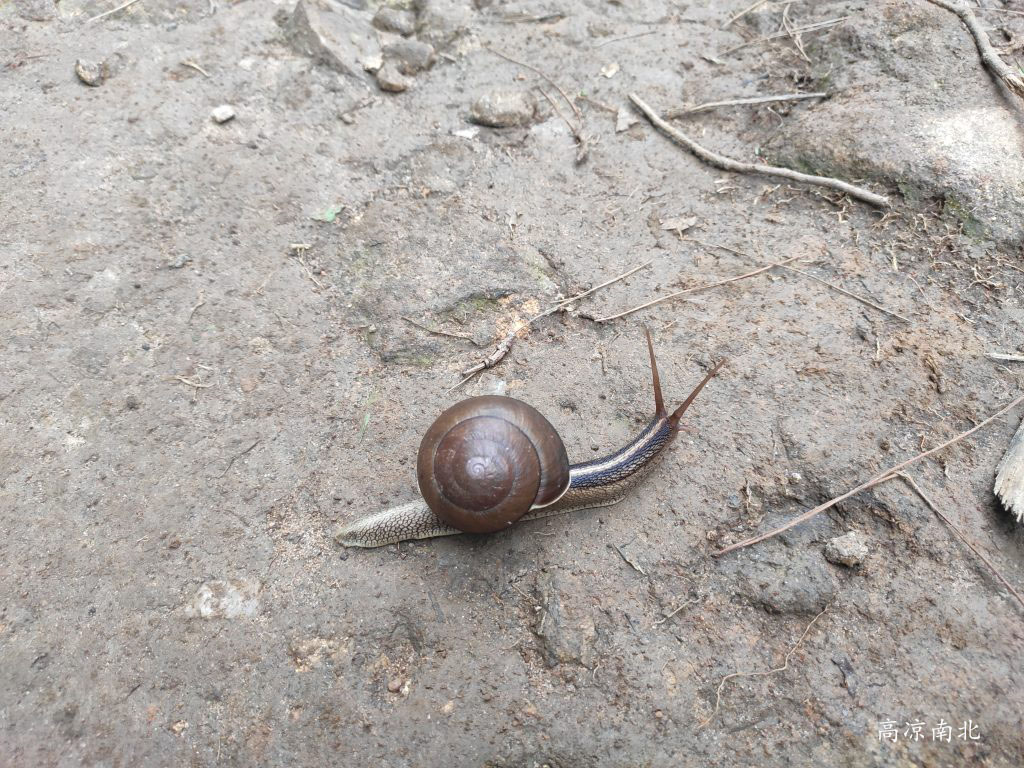 图片[5]-高州三官山、三官顶、牛车坪 粤西小武功山-高凉南北