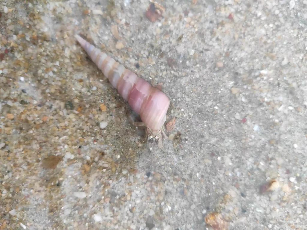 图片[2]-台风过后的童子湾拍岸浪-高凉南北