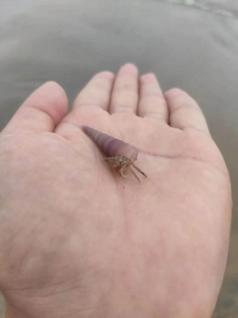 图片[3]-台风过后的童子湾拍岸浪-高凉南北