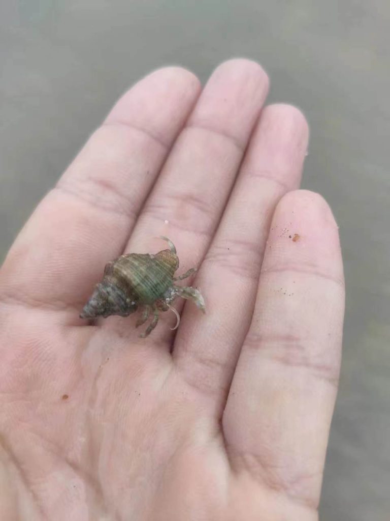 图片[4]-台风过后的童子湾拍岸浪-高凉南北